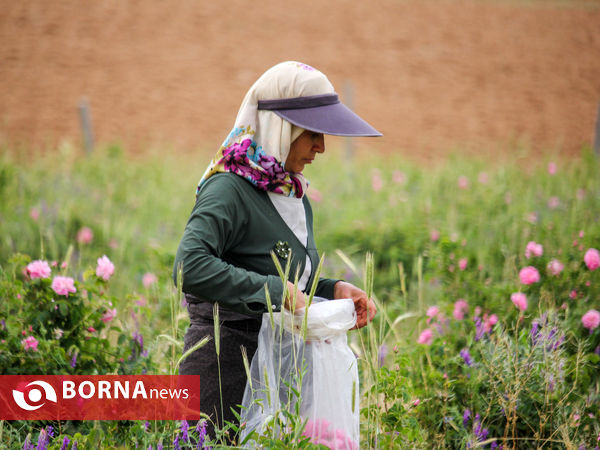 برداشت گل محمدی در شهر ساروق