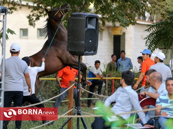 اولین حراج اسب های ۱۷ ماه تهران