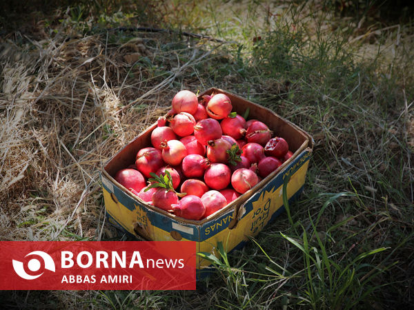 دقیقه 90 برداشت انار کوهمره سرخی