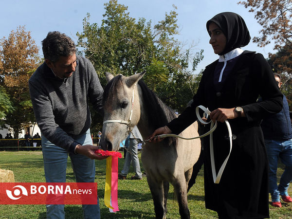 جشنواره اسب کاسپین بزرگداشت لوئیز فیروز
