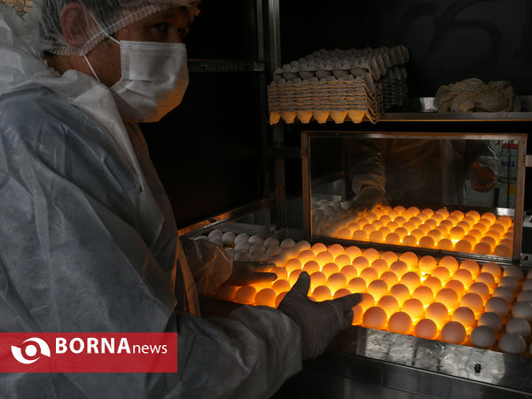 افتتاح پروژه زنجیره پرورش مرغ تخم گذار شرکت کشت و صنعت رها مرغ تهران