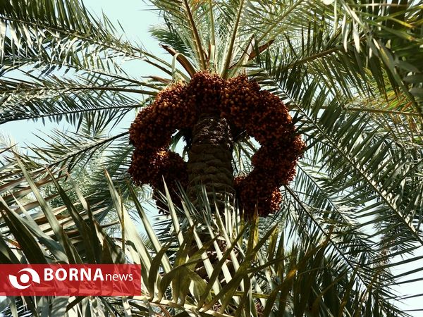 برداشت خارک و رطب روستای امام حسن(ع)