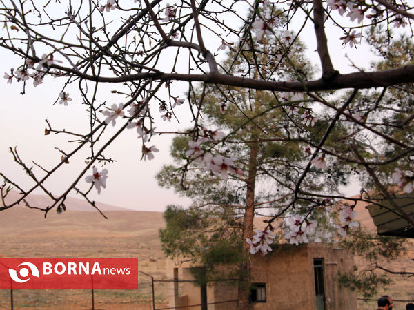 شکوفه های بهاری-شیراز