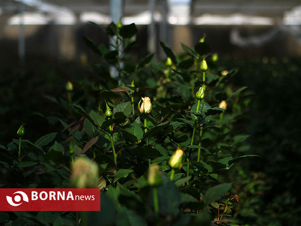بازدید معاون اول رئیس جمهوری از چند پروژه کشاورزی و صنعتی در شهرستان رباط کریم