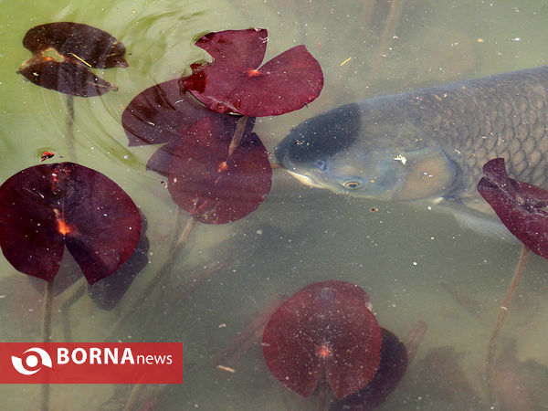 باغ گلها در فصل بهار اصفهان