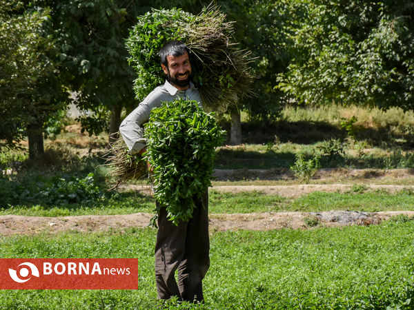 سبزی‌کاری سنتی در پایتخت صنعتی ایران