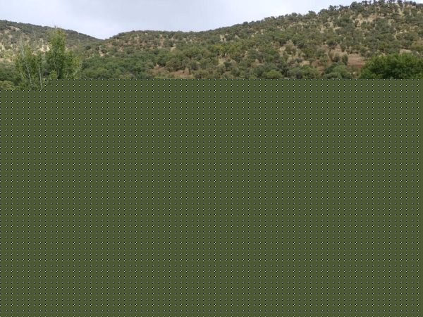 مراسم آیینی جشن یاران خاوندکار 97 دالاهو روستای توت‌شامی