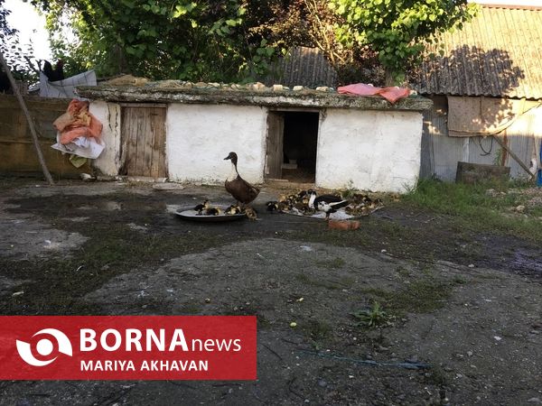 پسیخان رشت جاذبه طبیعی و گردشگری استان گیلان