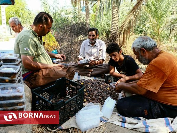 برداشت خارک و رطب روستای امام حسن(ع)