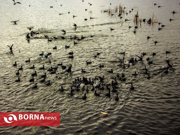 زریبار کردستان