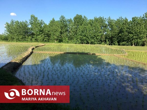 پسیخان رشت جاذبه طبیعی و گردشگری استان گیلان