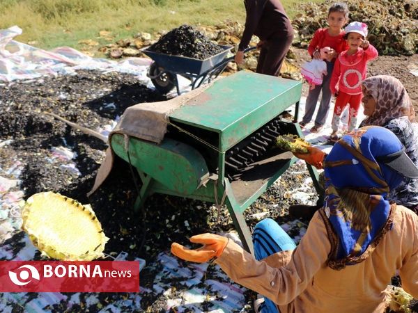 برداشت تخم آفتابگردان از شهر آفتابگردان ها خوی