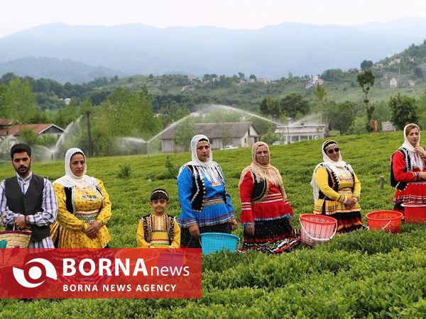 آغاز برداشت برگ سبز چای در گیلان