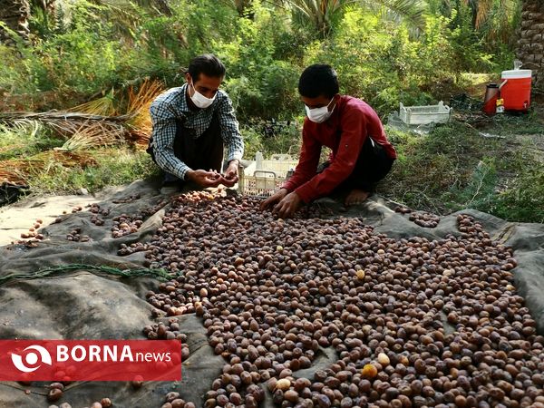 برداشت خارک و رطب روستای امام حسن(ع)
