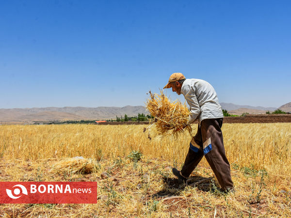 برداشت سنتی جو دیم