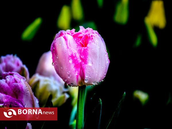 جشنواره گل‌های لاله