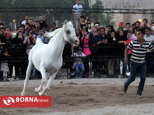 جشنواره بین المللی زیبایی اسب اصیل ایرانی در شیراز