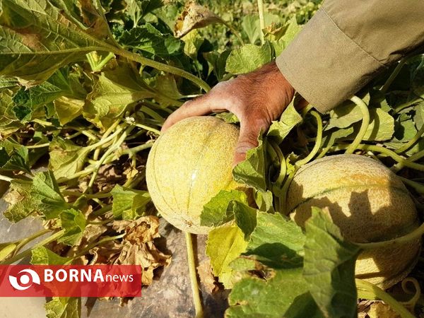 آغاز برداشت طالبی  از مزارع شهرستان ورامین