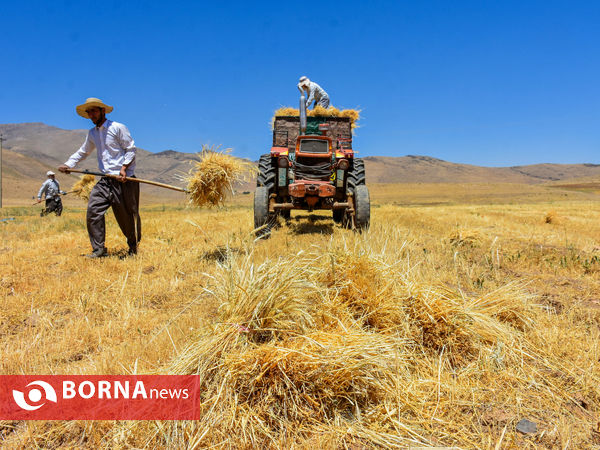 برداشت سنتی جو دیم