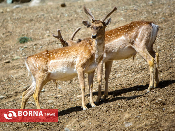 گوزن زرد ایرانی