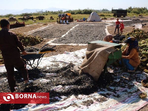 برداشت تخم آفتابگردان از شهر آفتابگردان ها خوی