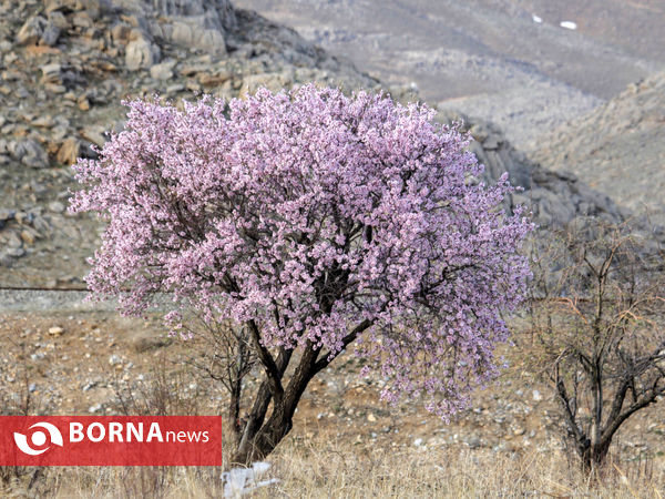 شکوفه های بهاری