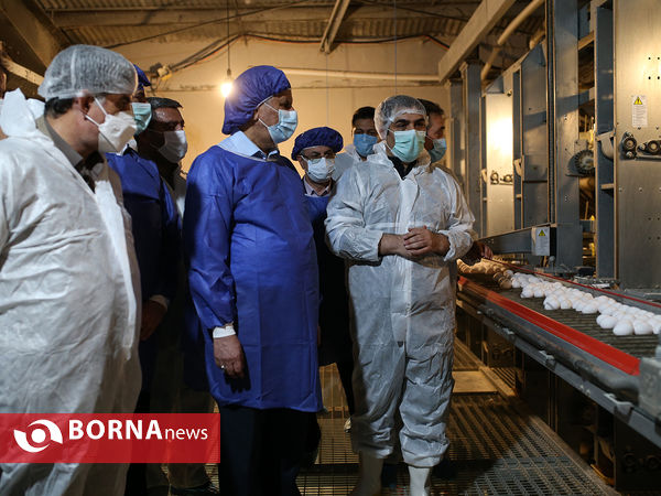 افتتاح پروژه زنجیره پرورش مرغ تخم گذار شرکت کشت و صنعت رها مرغ تهران