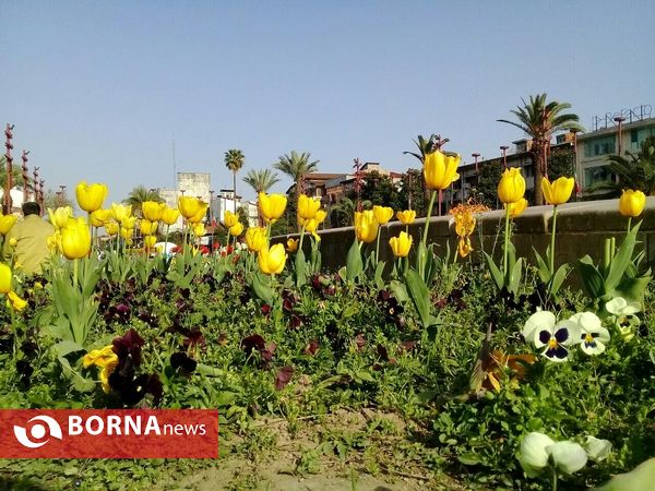 شکوفه های بهاری _ رشت