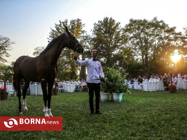 اولین حراج اسب های ۱۷ ماه تهران