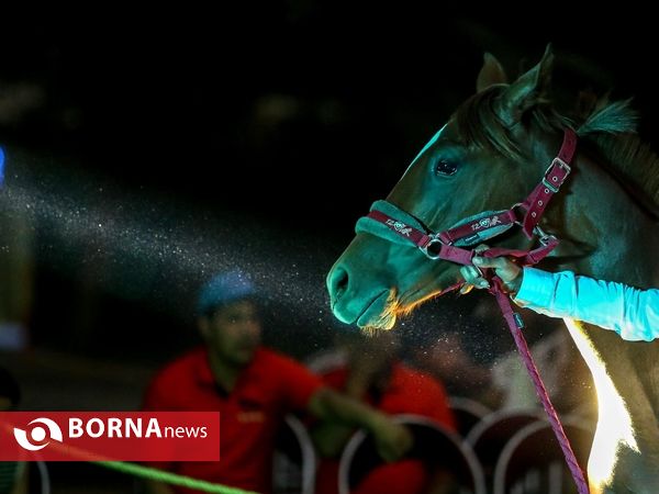 اولین حراج اسب های ۱۷ ماه تهران