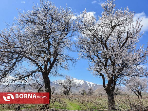 شکوفه های بهاری