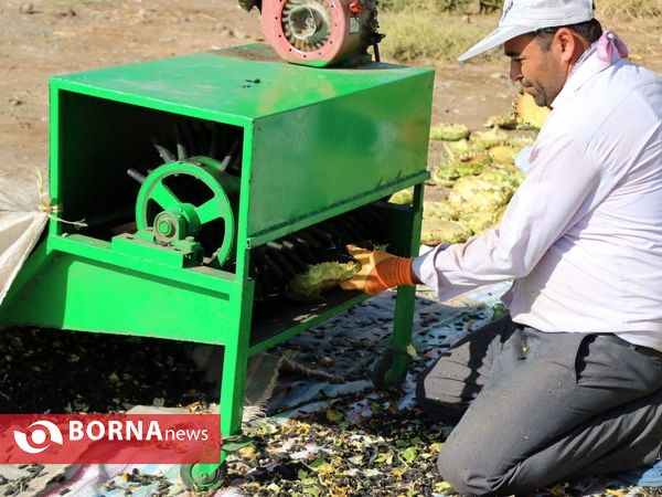 برداشت تخم آفتابگردان از شهر آفتابگردان ها خوی
