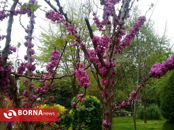شکوفه های بهاری _ رشت