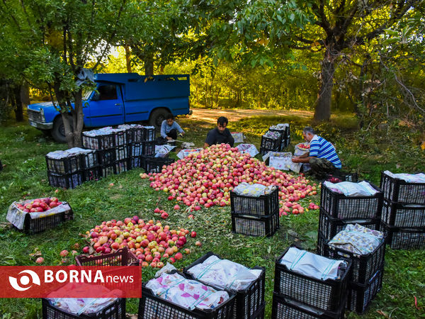 برداشت سیب در زنگنه