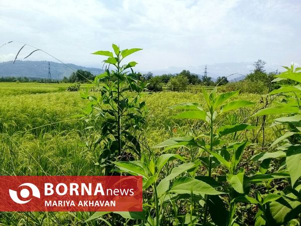 پاشاکی روستایی در شرق استان گیلان