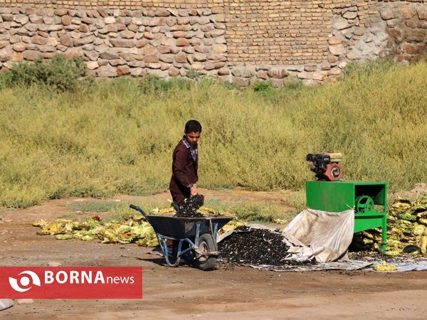 برداشت تخم آفتابگردان از شهر آفتابگردان ها خوی