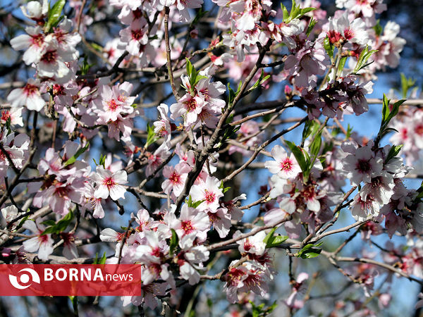 شکوفه‌های بهاری در شیراز