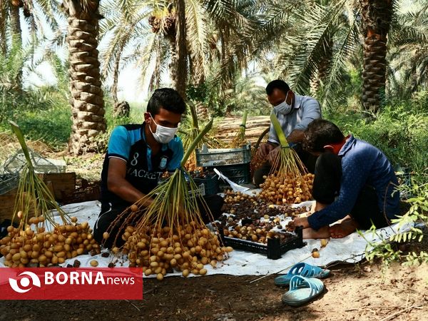 برداشت خارک و رطب روستای امام حسن(ع)