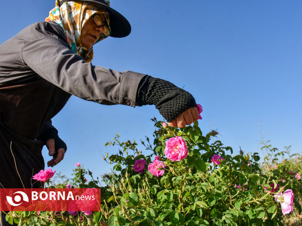 برداشت گل محمدی در شهر ساروق
