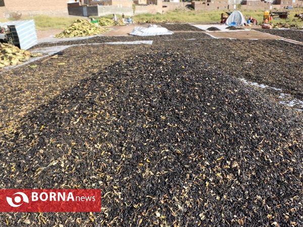 برداشت تخم آفتابگردان از شهر آفتابگردان ها خوی