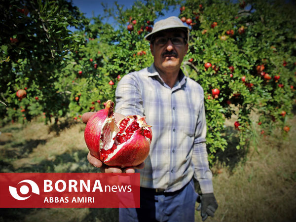 دقیقه 90 برداشت انار کوهمره سرخی