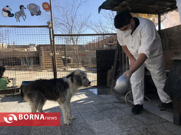 پناهگاه حیوانات در شیراز؛ جایی برای دوستی انسان و حیوان