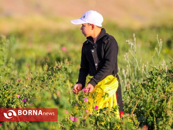 برداشت گل محمدی در دلیجان