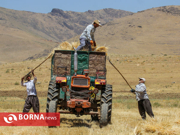 برداشت سنتی جو دیم