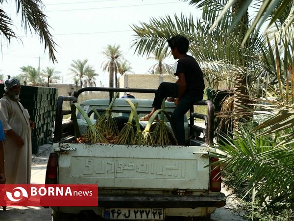 برداشت خارک و رطب روستای امام حسن(ع)