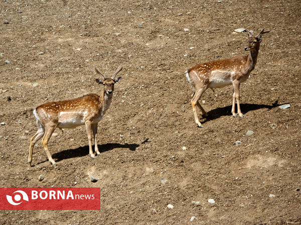 گوزن زرد ایرانی