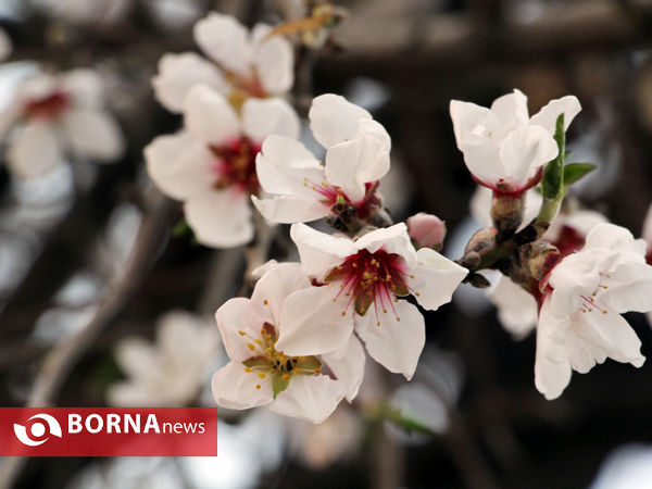 شکوفه های بهاری-شیراز