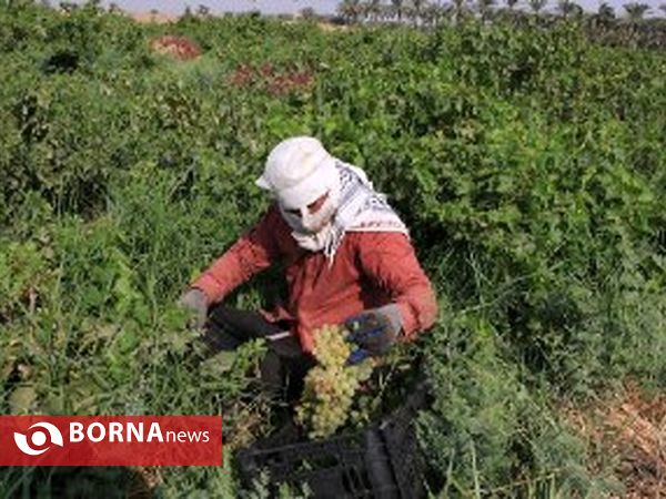 برداشت انگور در روستای غزاویه شهرستان کارون