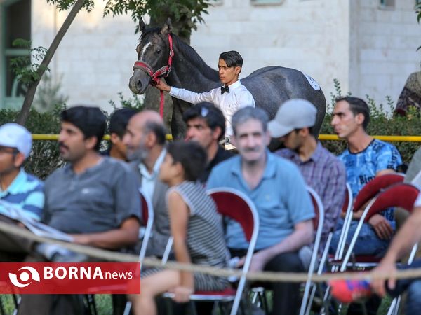 اولین حراج اسب های ۱۷ ماه تهران