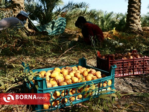 برداشت خارک و رطب روستای امام حسن(ع)